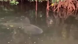 Momento em que tubarão é visto no rio