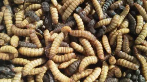 As larvas foram encontradas após uma mulher reclamar de inflamação no céu da boca.