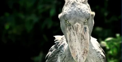 Imagem ilustrativa da imagem "Bico-de-Sapato": conheça a ave que come crocodilos