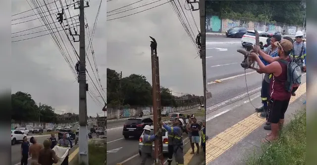 Imagem ilustrativa da notícia Vídeo: bicho-preguiça é salvo de poste de energia em Belém