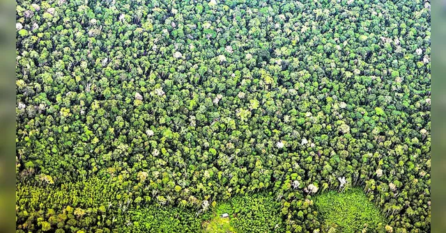 Imagem ilustrativa da notícia Pará tem queda de 29% no desmatamento em maio