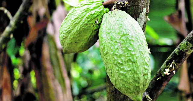 Imagem ilustrativa da notícia Castanha-do-pará e o açaí podem desaparecer. Entenda!