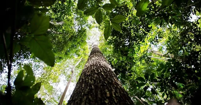 Imagem ilustrativa da notícia Veja como a COP30 pode salvar a Amazônia em 2025!