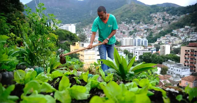 Imagem ilustrativa da notícia Lei pretende incentivar a produção de alimentos nas cidades