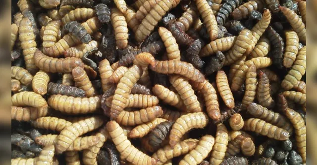 Imagem ilustrativa da notícia Você não vai acreditar onde essas larvas foram encontradas