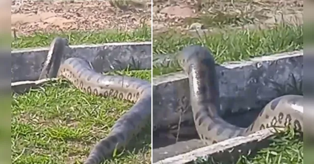 Imagem ilustrativa da notícia Vídeo: cobra é flagrada atravessando rua em Salinas