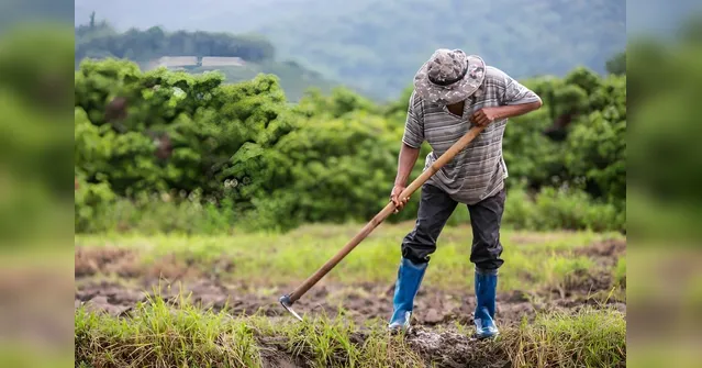 Imagem ilustrativa da notícia Veja cuidados importantes com a rede elétrica na zona rural