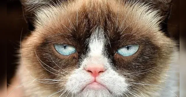 Imagem ilustrativa da notícia Morte, doenças e terremotos: 5 coisas que gatos podem prever