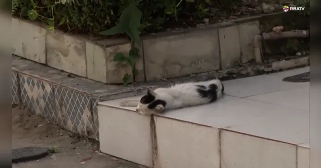 Imagem ilustrativa da notícia Moradores denunciam maus-tratos de gatos na Sacramenta