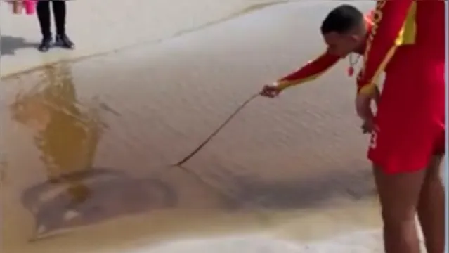 Imagem ilustrativa da notícia Vídeo: arraia é resgata e devolvida ao mar em Salinópolis