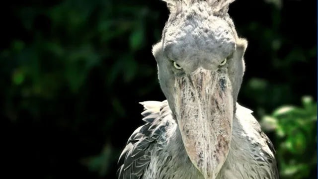 Imagem ilustrativa da notícia "Bico-de-Sapato": conheça a ave que come crocodilos