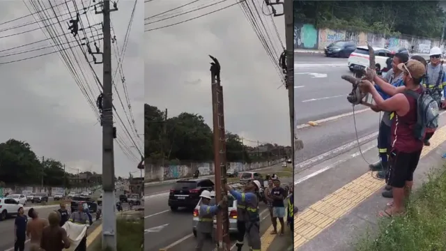 Imagem ilustrativa da notícia Vídeo: bicho-preguiça é salvo de poste de energia em Belém