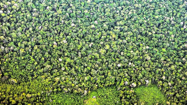 Imagem ilustrativa da notícia Pará tem queda de 29% no desmatamento em maio