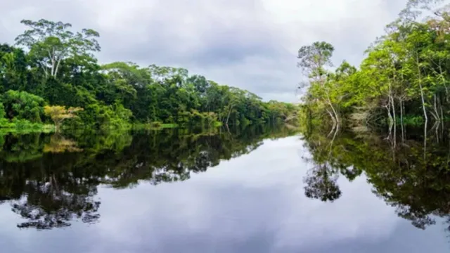Imagem ilustrativa da notícia Relatório orienta como proteger a floresta Amazônica 
