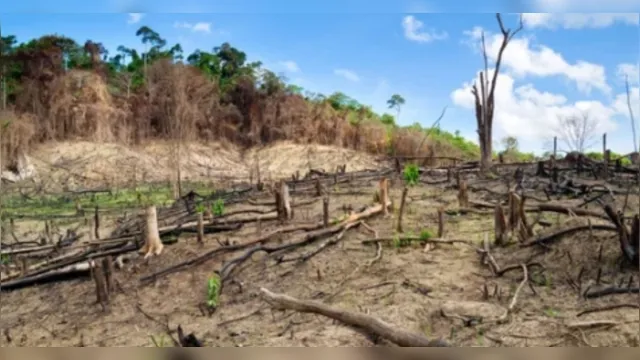 Imagem ilustrativa da notícia Fazendeiro é condenado por crime ambiental em Itaituba