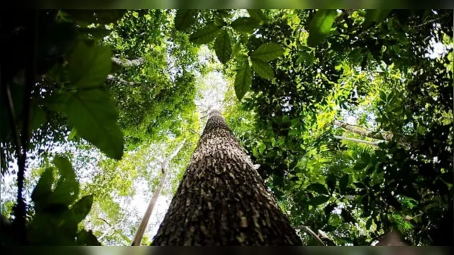 Imagem ilustrativa da notícia Veja como a COP30 pode salvar a Amazônia em 2025!