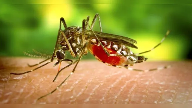 Imagem ilustrativa da notícia Pará já registrou 11 mil casos de dengue com oito mortes