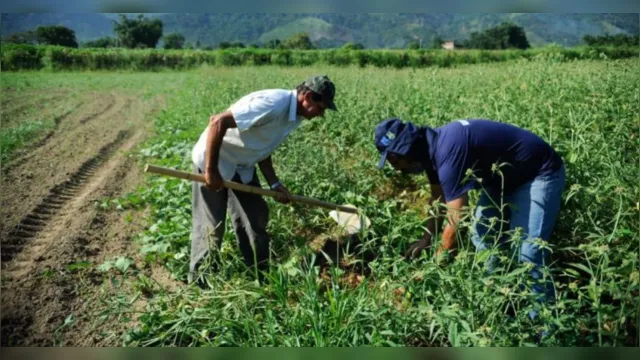 Imagem ilustrativa da notícia Melhora financiamento para Agricultura Familiar no Pará