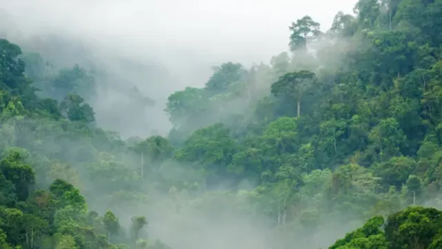 Imagem ilustrativa da notícia Estudo revela mudanças alarmantes nas florestas tropicais