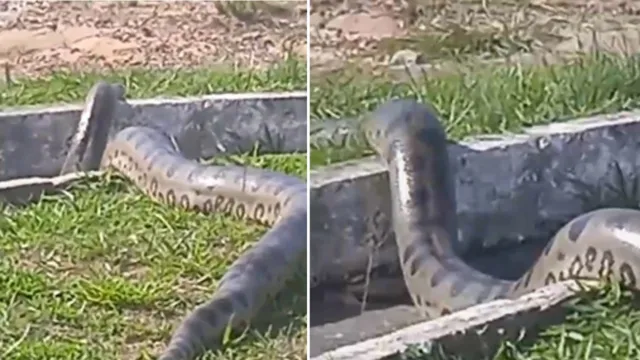 Imagem ilustrativa da notícia Vídeo: cobra é flagrada atravessando rua em Salinas