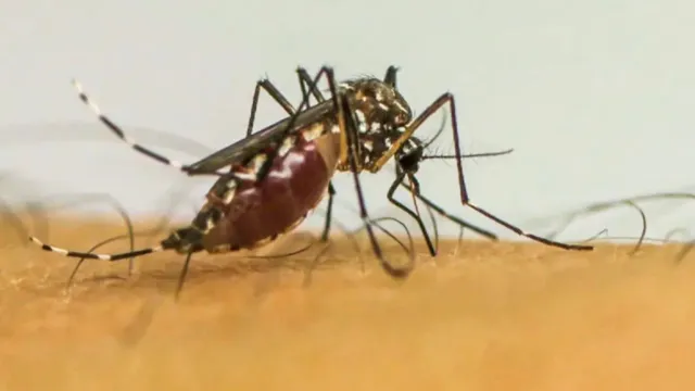 Imagem ilustrativa da notícia Dengue: MG decreta fim de emergência em saúde pública