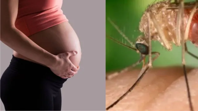 Imagem ilustrativa da notícia Febre do oropouche em grávidas é um perigo no Brasil