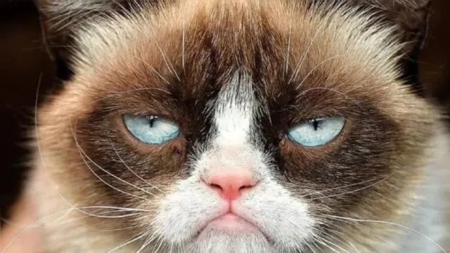 Imagem ilustrativa da notícia Morte, doenças e terremotos: 5 coisas que gatos podem prever