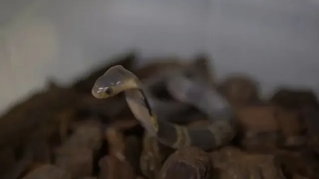 Imagem ilustrativa da notícia Naja foge do Butantan e lagarto vira esperança contra cobra