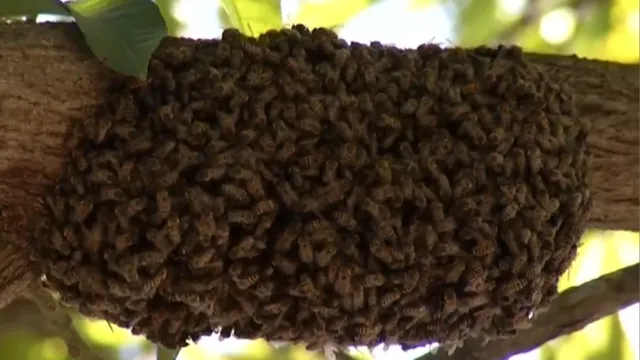 Imagem ilustrativa da notícia Vídeo: enxame de abelhas ataca moradores da Pedreira