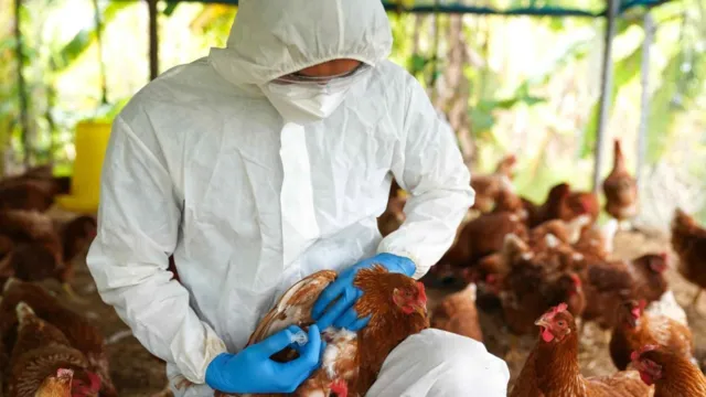 Imagem ilustrativa da notícia OMS confirma primeira morte por variante da gripe aviária