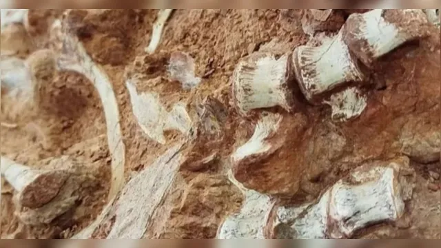Imagem ilustrativa da notícia Fósseis de dinossauro são encontrados no RS após chuvas