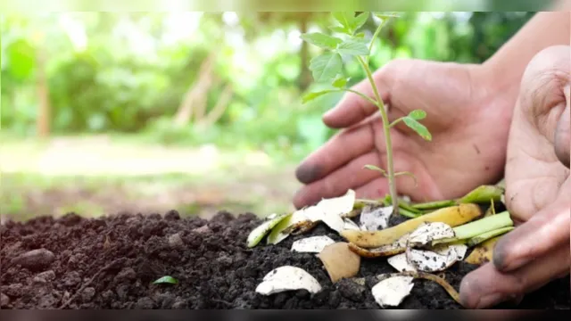 Imagem ilustrativa da notícia Vídeo mostra como fazer composteira dentro do vaso da planta