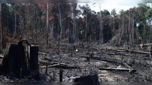 Imagem ilustrativa da notícia MPF aguarda ações contra desmatadores na Amazônia
