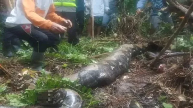 Imagem ilustrativa da notícia Imagens fortes: mulher é engolida por cobra de 5 metros