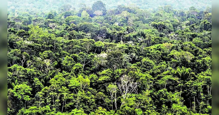 Imagem ilustrativa da notícia Pará teve queda de 60,3% de área desmatada