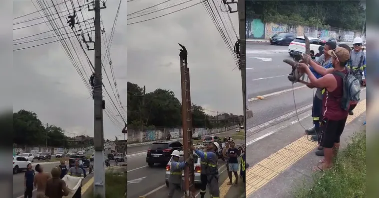 Imagem ilustrativa da notícia Vídeo: bicho-preguiça é salvo de poste de energia em Belém
