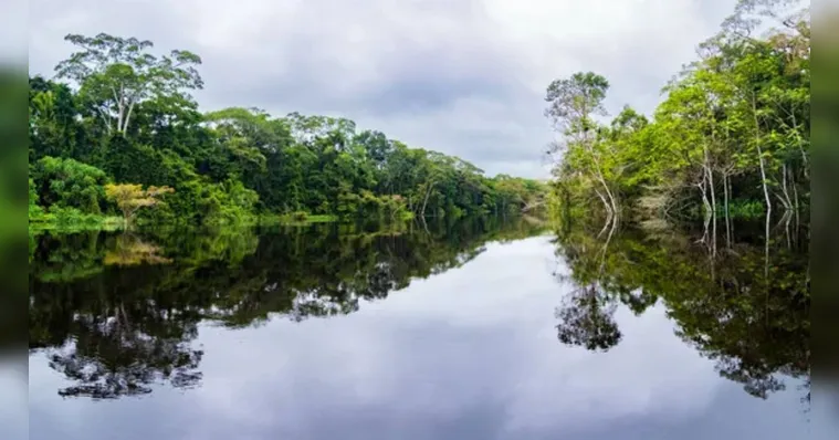 Imagem ilustrativa da notícia Relatório orienta como proteger a floresta Amazônica 