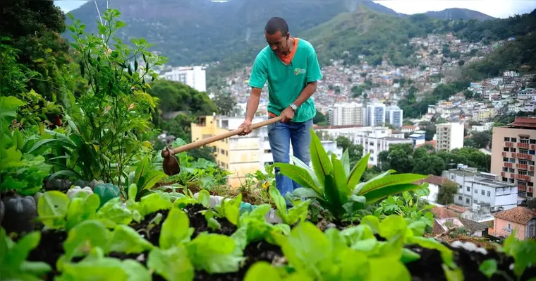 Imagem ilustrativa da notícia Lei pretende incentivar a produção de alimentos nas cidades