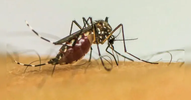 Imagem ilustrativa da notícia Dengue: MG decreta fim de emergência em saúde pública