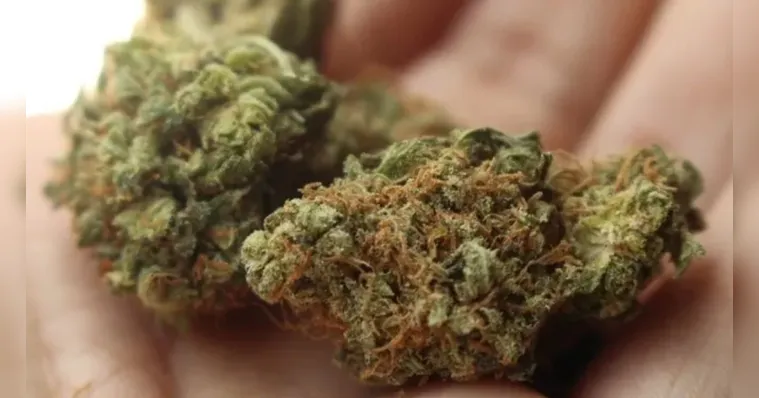 Imagem ilustrativa da notícia Assembleias reagem contra STF e propõe PLs contra a Maconha