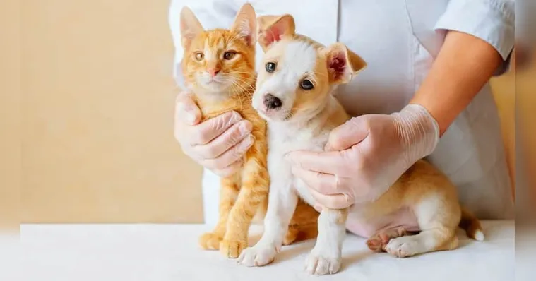 Imagem ilustrativa da notícia Plano e assistência veterinária chega ao Pará