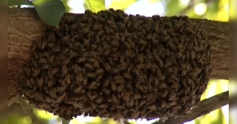 Imagem ilustrativa da notícia Vídeo: enxame de abelhas ataca moradores da Pedreira