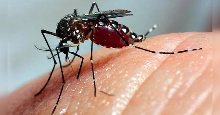 Imagem ilustrativa da notícia Dengue: Brasil se torna país com mais casos da doença