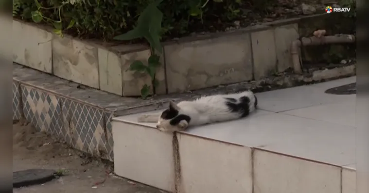 Imagem ilustrativa da notícia Moradores denunciam maus-tratos de gatos na Sacramenta