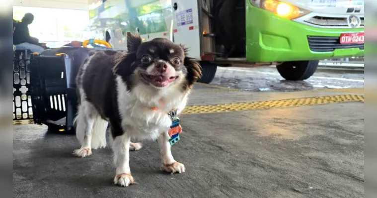 Imagem ilustrativa da notícia Pets: saiba as regras para transporte em viagens intermunicipais