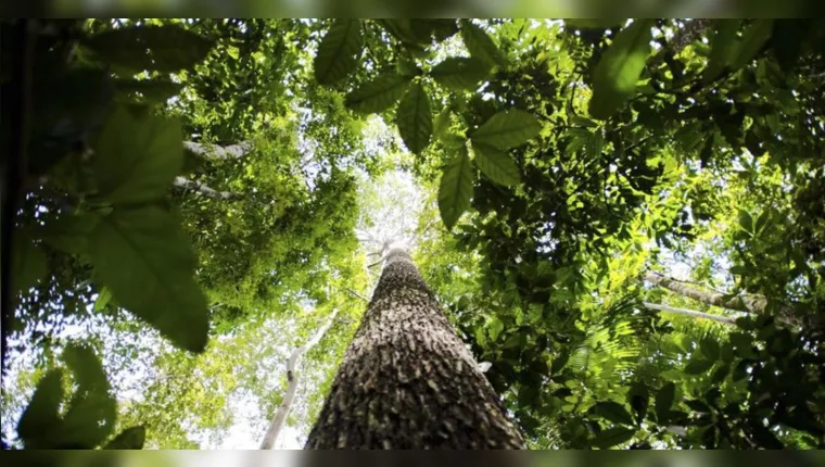 Imagem ilustrativa da notícia Como impactar o meio ambiente positivamente? Veja como!