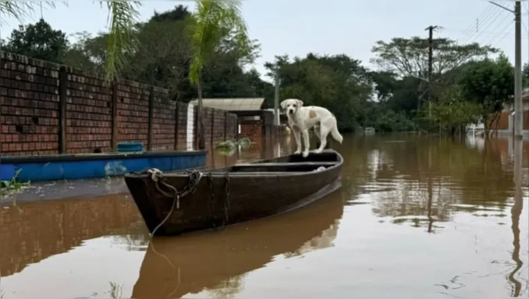 Imagem ilustrativa da notícia Empresas são indiciadas pela morte de mais de 170 animais