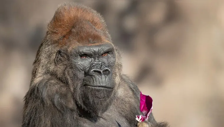 Imagem ilustrativa da notícia Um dos gorilas mais velhos do mundo morre aos 52 anos
