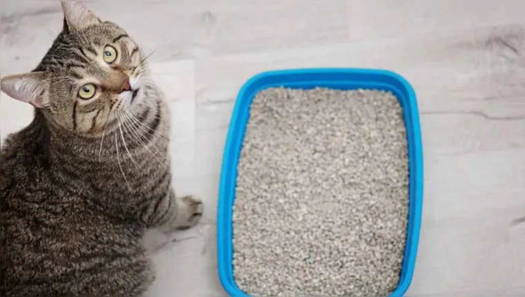 Imagem ilustrativa da notícia Veja como manter a caixa de areia do seu gato bem cheirosa