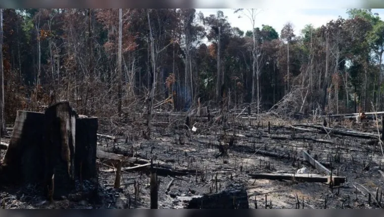 Imagem ilustrativa da notícia MPF aguarda ações contra desmatadores na Amazônia